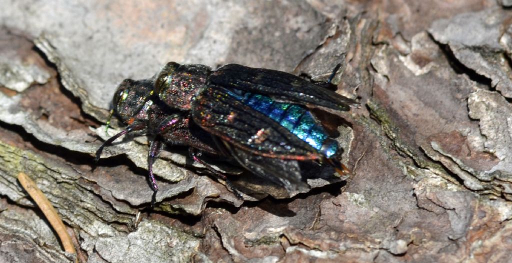 Chrysobothrys chrysostigma, Buprestidae